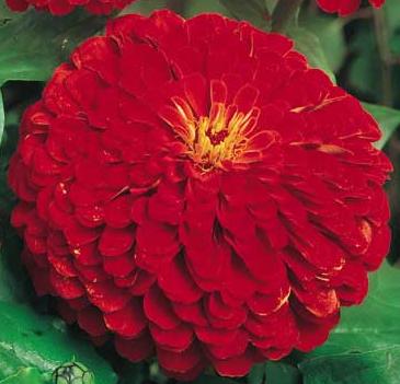 Zinnia seed Cherry Queen